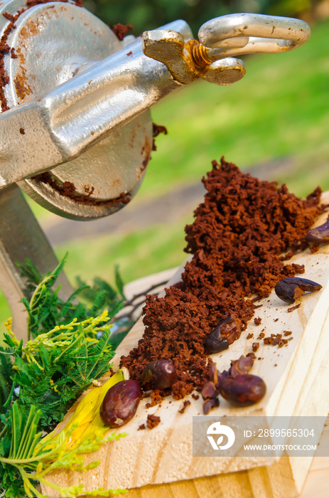 Outdoor view of cacao beans and cacao milled over a wooden table, with hand mill, in a blurred nature background