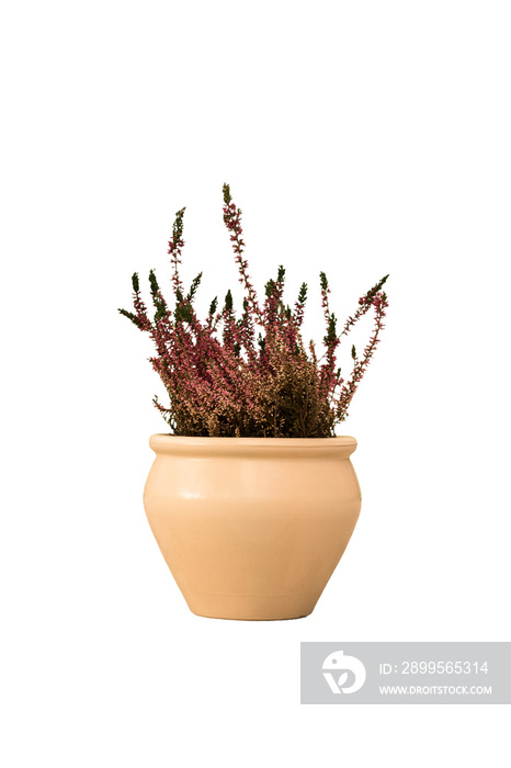 Cut out heather plant in a pot, home decoration isolated