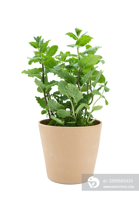 Mint pot isolated on white background