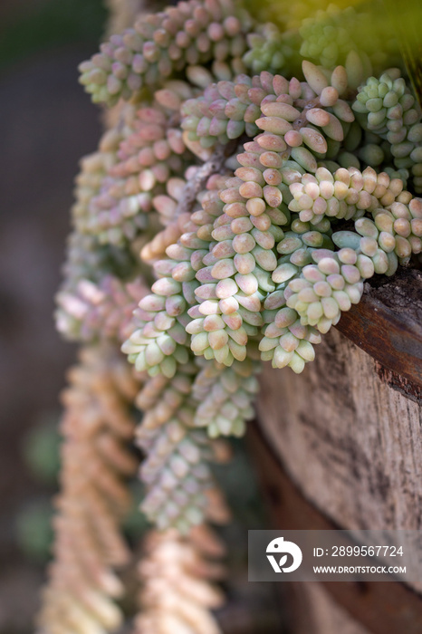 sedum succulent plant