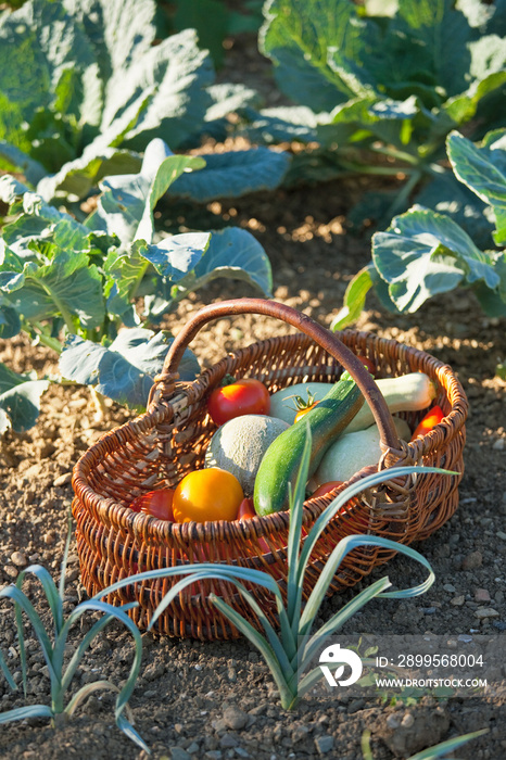 Récolte de légumes au potager