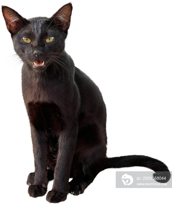 Black cat Isolated clipart png