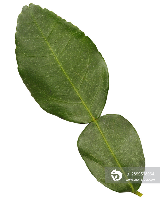 Bergamot leaf