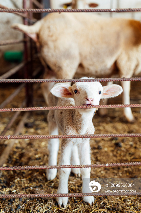 Great image of a cute baby lamb