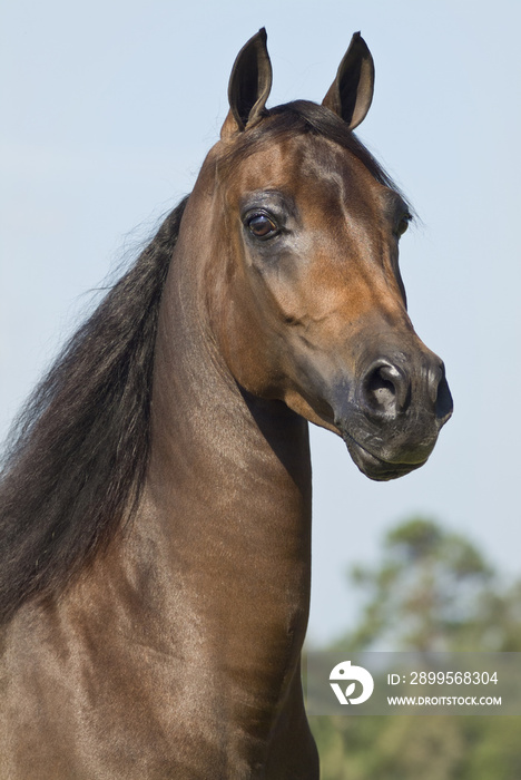 Head of chestnut Morgan Horse mare.