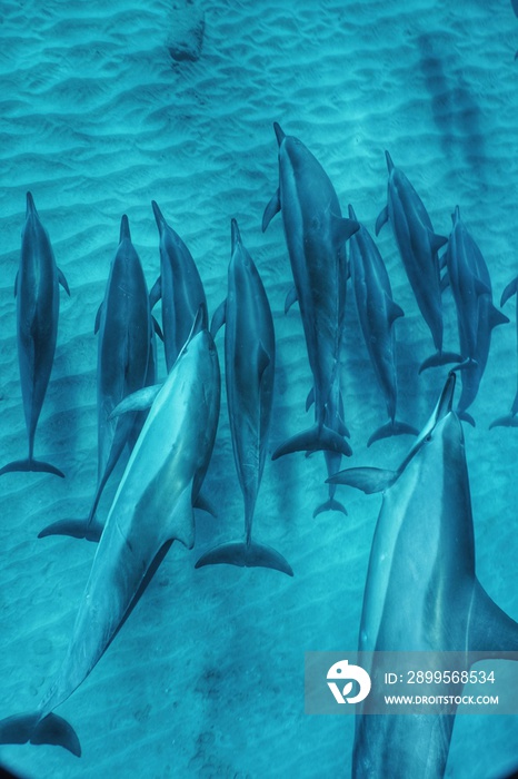 Wild Spinner Dolphins in Hawaii