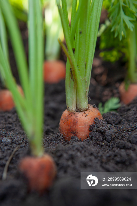Carrots in soil. Agriculture. Farming. Closeup. Netherlands.