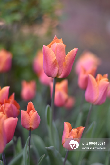 Blühende Tulpen (Tulipa)