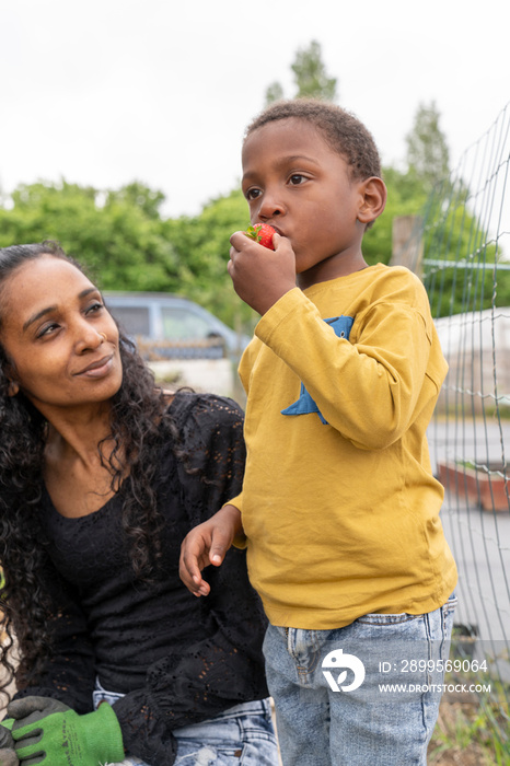 Mother looking at son eating fresh strawberry