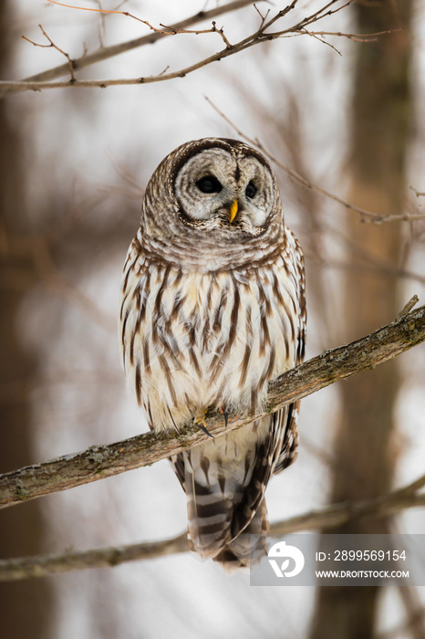 Barred Owl with a beautiful eyes  perching on a tree