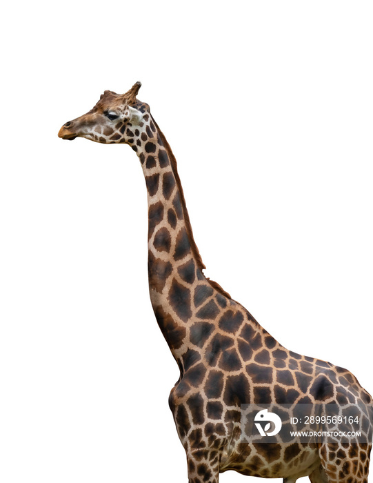 giraffe head isolated