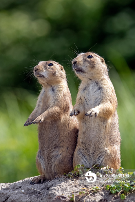 a closeup shot of two cute meerkats