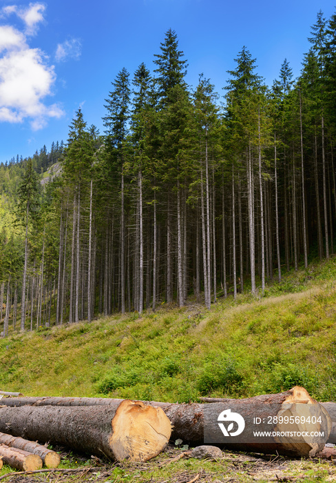 Tree trunks cut and stacked in mountain valley.