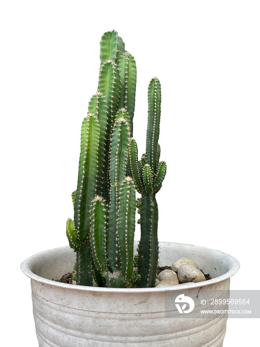 cactus in a pot isolated