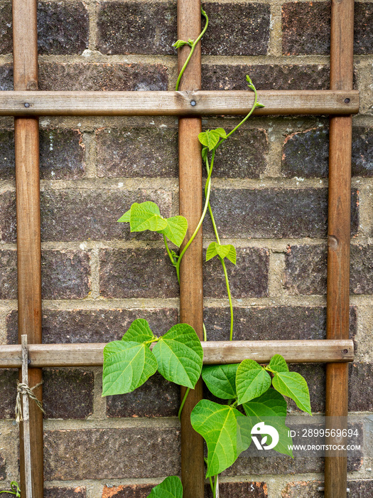 Runner bean plant climbing up a wooden trellis