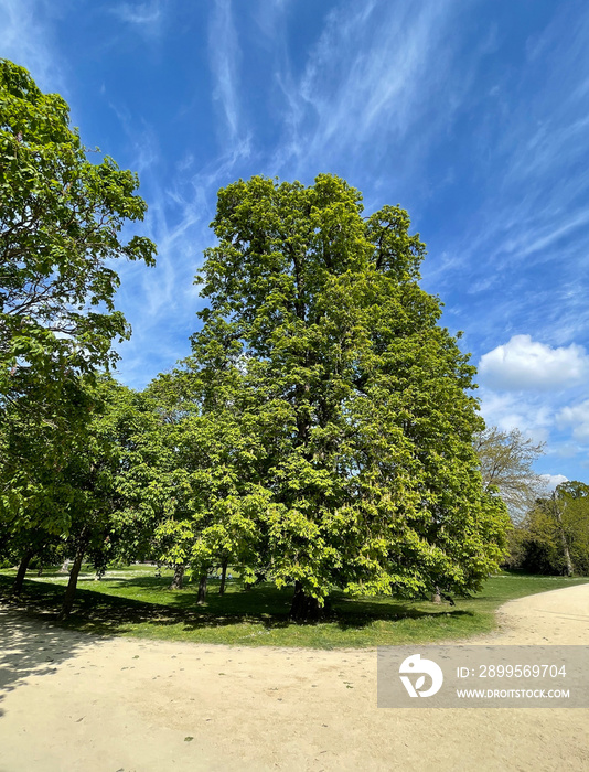 Chestnut tree, Aesculus hippocastanum