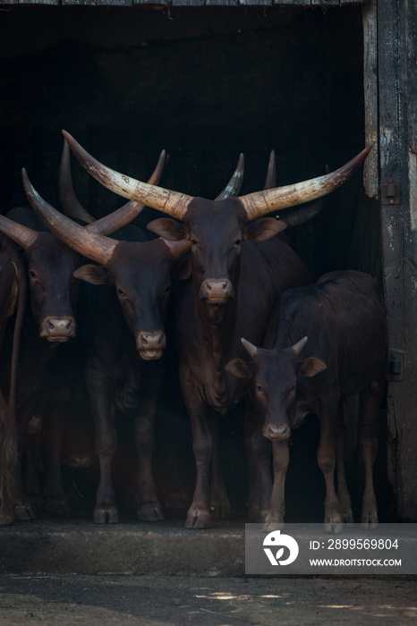 Four Ankole-Watusi cattle staring out from barn