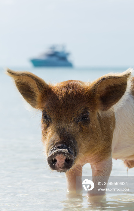 swimming with pigs