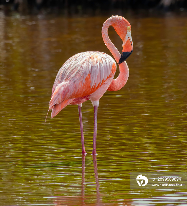 American Flamingo in the Florida Keys