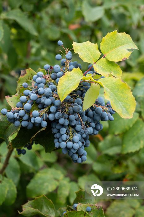 Oregon Grape Mahonia Aquifolium Fruits