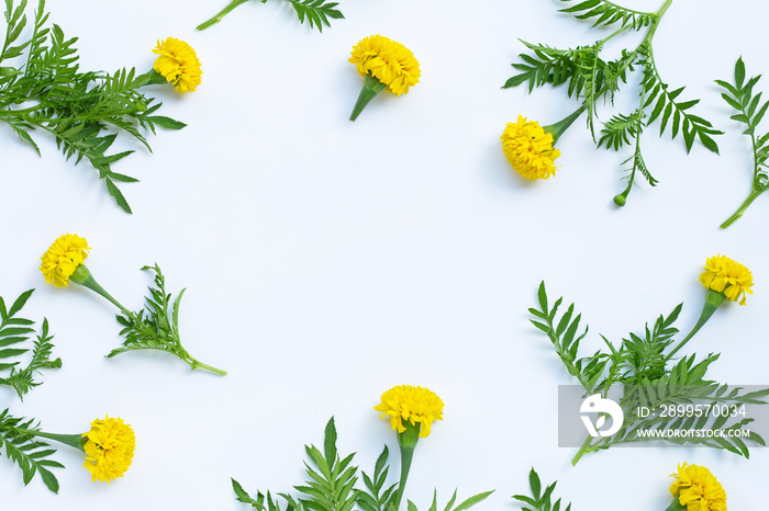 Frame made of marigold flower on white