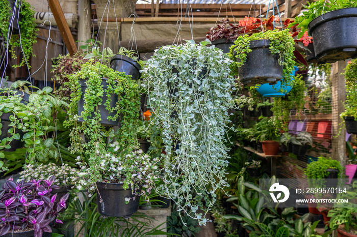 Brightly colored flowers and plants in hanging flower pots.