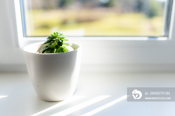 Succulent plant in white flower pot on a windowsill. Decorating house windows at summer.