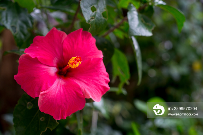 close-up of hibiscus flowers