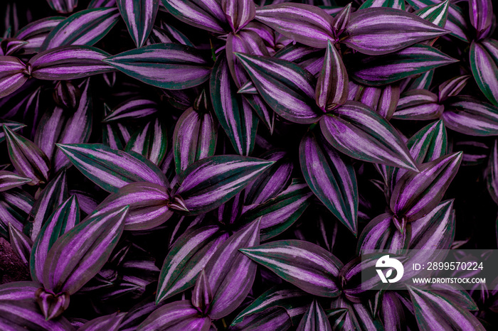 leaves of tradescantia zebrina bosse, abstract purple texture, nature background, tropical leaf