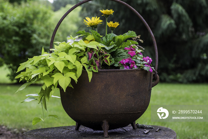 horizontal photo of cast iron bucket with handle filled with flowers, potato vine, gerber daisies and impatiens