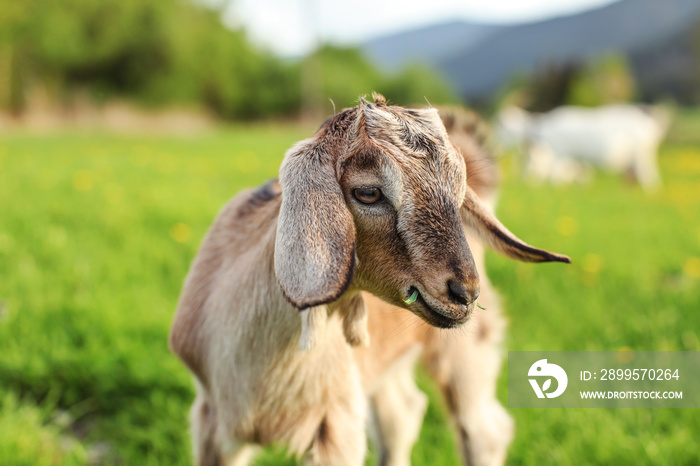 Closeup on young brown goat kid grazing, eating grass, sun lit blurred meadow with dandelions in background.