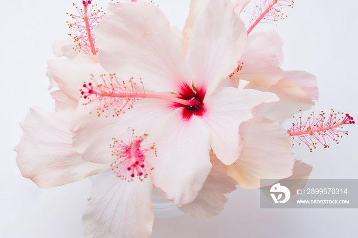 Hibiscus flowers picked in morning rain in glass bowl on white background