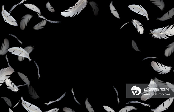 Feathers frame background, white feathers floating in the dark, black background with copy space