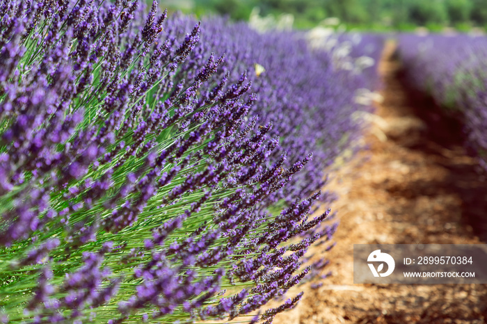 Elegantly long flower stems of lavender, extending far above mound of bright green leaves, summertime. Vaucluse, Provence, France