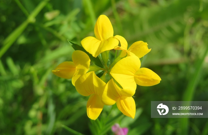 Yellow lotus corniculatus flowers in the meadow