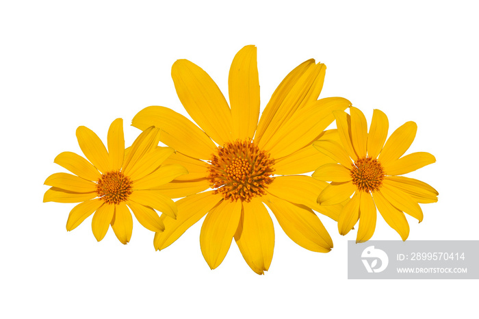 yellow flower isolated on white background