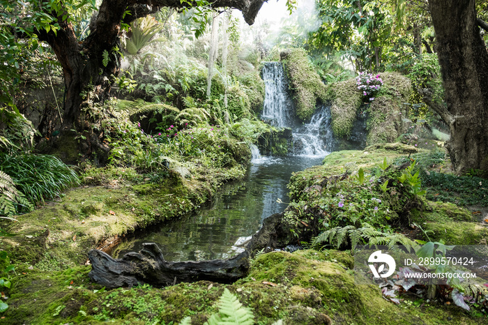 Moss and fern covered forest floor near waterfall In during summer