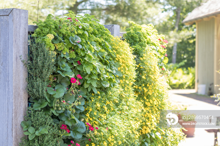 Vertical garden containing vibrant green annuals and flowering plants.  Alternative gardening concept.