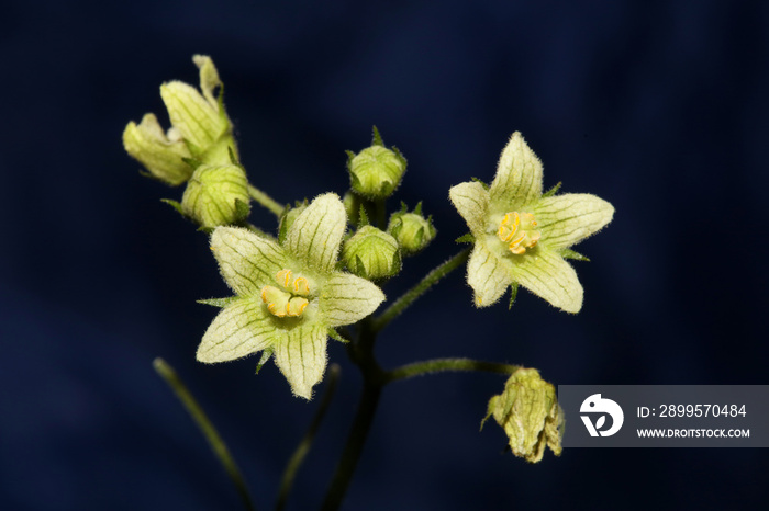 Yellow star flower blossoming close up botanical background Bryonia alba family cucurbitaceae big size high quality prints