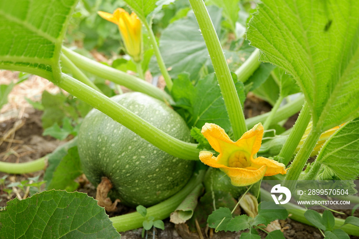 Young pumpkin in the garden. Yellow pumpkin flower. Eco Agriculture. Permaculture cultivation of melons.