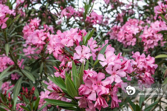 Close up view pink oleander or Nerium flower blossoming on tree. Beautiful colorful floral background Antalya ,Turkey