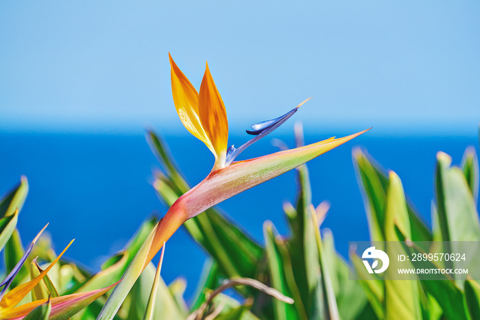 Vivid flower of Bird of Paradise or Strelitzia Reginae among leaves