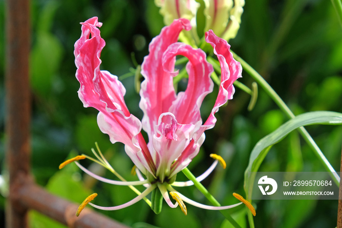 Gloriosa superba ’Rothschildiana’ in flower.