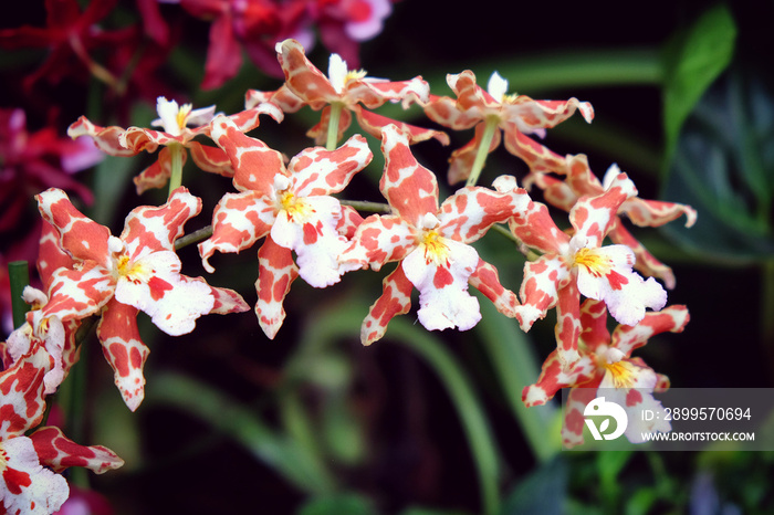 Orange and cream speckled odontoglossum orchids in flower