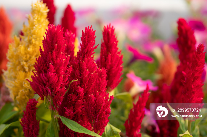 Cockscomb, Chinese wool flower