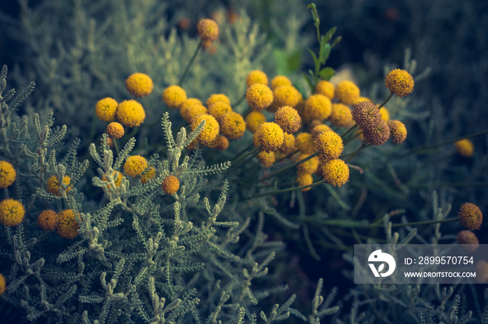 Craspedia  billy buttons flowers in garden background  closeup selective focus