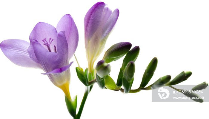 Beautiful background with purple freesia flowers