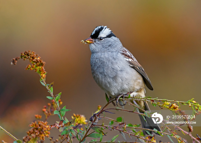 White-crowned Sparrow perched in Goldenrod