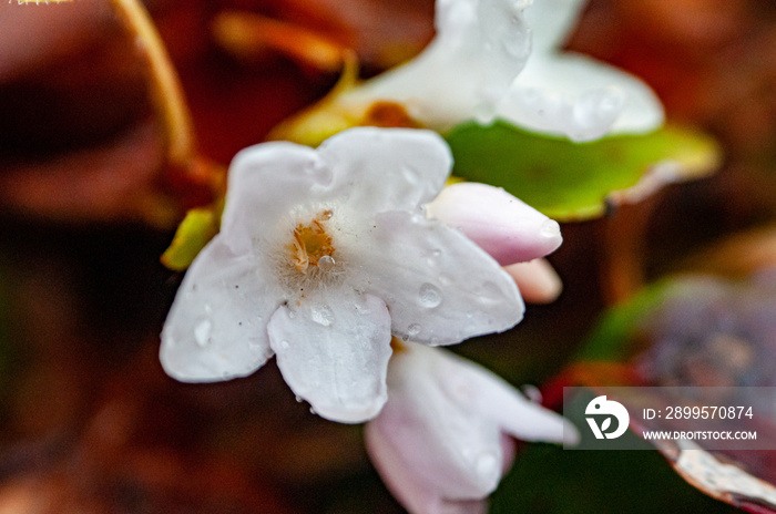 Dew on Trailing Arbutus in April