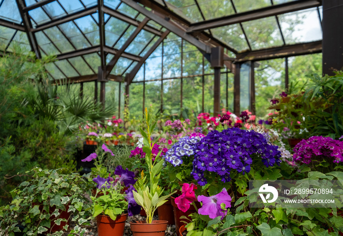 Brightly coloured potted flowering plants including petunias in the Palm House and Main Range of glasshouses in the Glasgow Botanic Gardens, Scotland UK.